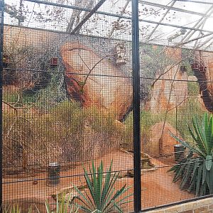 Australian aviary with Gouldian finches, Diamond doves and Swift parrots, 2022-08-28