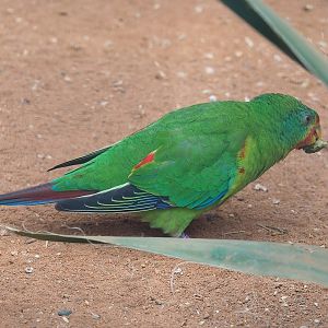 Swift parrot (Lathamus discolor), 2022-08-28