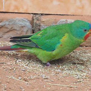 Swift parrot (Lathamus discolor), 2022-08-28