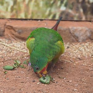 Swift parrot (Lathamus discolor), 2022-08-28