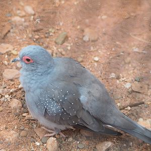 Diamond dove (Geopelia cuneata), 2022-08-28