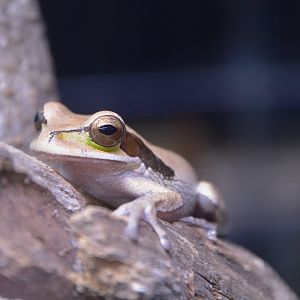 New Granada cross-banded tree frog (Smilisca phaeota)
