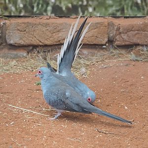 Diamond doves (Geopelia cuneata), 2022-08-28