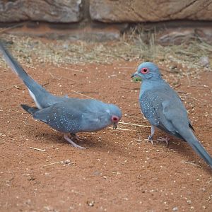 Diamond doves (Geopelia cuneata), 2022-08-28