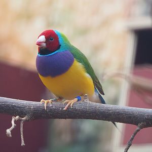 Gouldian finch (Chloebia gouldiae), 2022-08-28