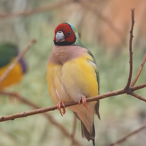 Gouldian finch (Chloebia gouldiae), 2022-08-28