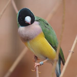 Gouldian finch (Chloebia gouldiae), 2022-08-28