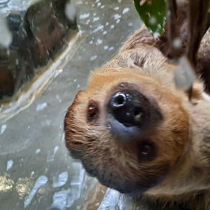 Two Twoed Sloth Close Up