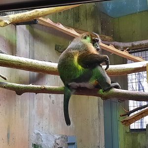 Yellow Belly Mangabey