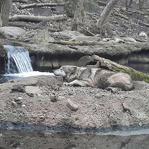 Tropical Island Getaway for a Wolf