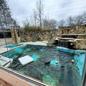 California Sea Lion/Harbor Seal Pool