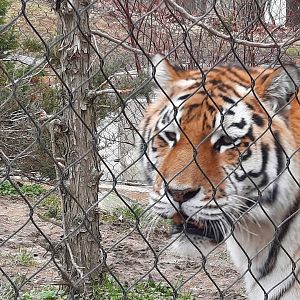 Amur Tiger