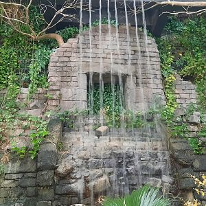 RainForest Waterfall