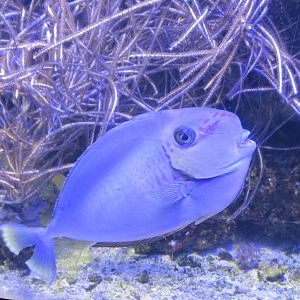 Unicornfish
