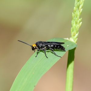 Yellow-headed Flower Wasp, Scolia verticalis
