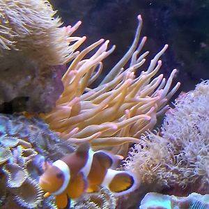 Anemone for ID - Edinburgh Zoo