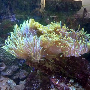 Anemone for ID - Edinburgh Zoo