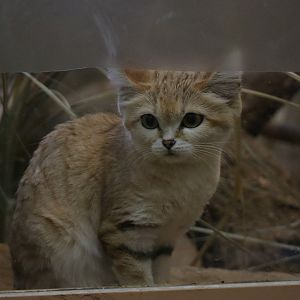 Sand cat