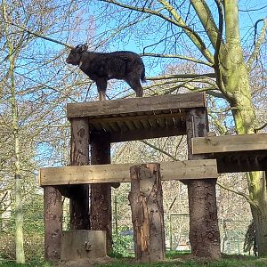 Chinese Goral on top of its climbing frame
