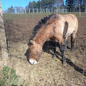 Przewalski's Horse