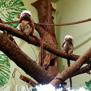 Cottontop Tamarins