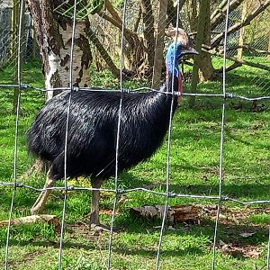 Cassowary