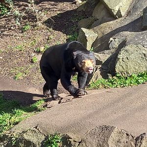 Sun Bear
