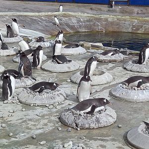 Gentoo Penguins