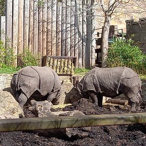 Rhinos