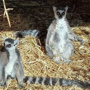 Ring-tailed Lemurs