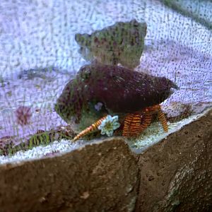 Halloween Hermit Crab