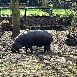 Pygmy Hippo