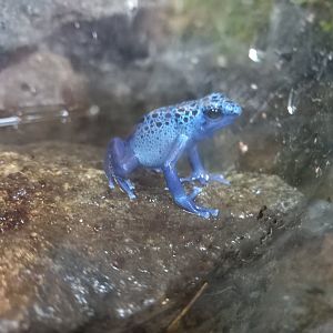 Blue Poison Dart Frog
