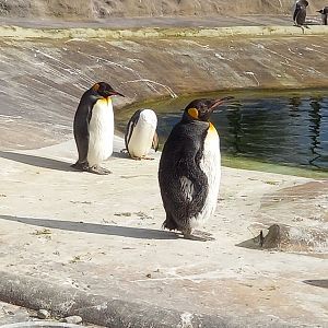 King Penguins