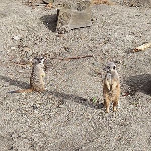 Meerkats