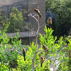 White-fronted Bee-eaters