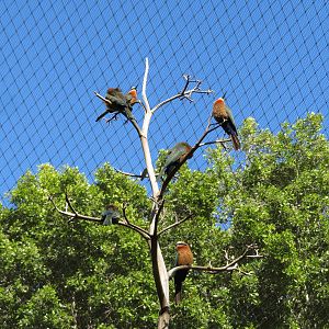 White-fronted Bee-eaters