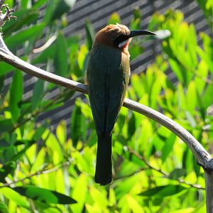 White-fronted Bee-eater