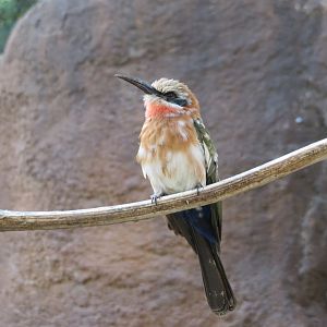 White-fronted Bee-eater
