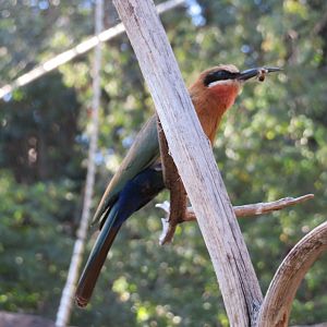 Bee-eater Eating a Bee