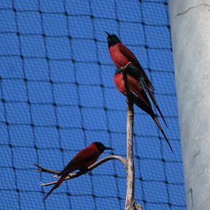 Northern Carmine Bee-eaters