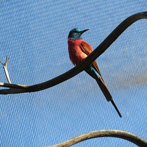 Northern Carmine Bee-eater