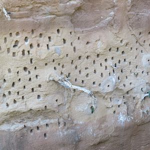 Bee-eater Burrows