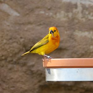 Taveta Golden Weaver