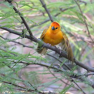 Taveta Golden Weaver