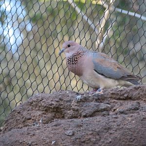 Laughing Dove