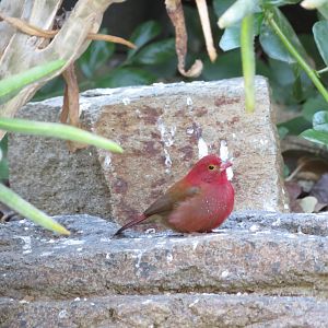 Red-billed Firefinch