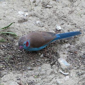 Red-cheeked Cordon-bleu