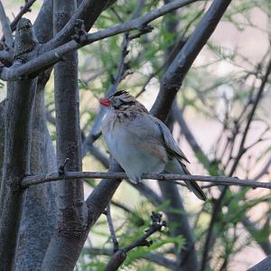 Pin-tailed Whydah