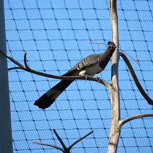 White-bellied Go-away-bird